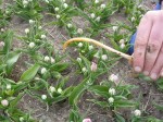 [Frost damage in Flaspoint ,  003.jpg]